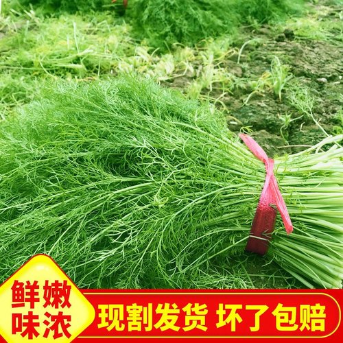 每天现割发货山东多茬茴香苗