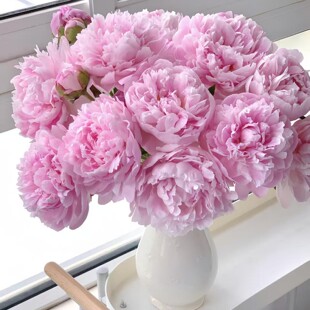 进口芍药鲜花粉色重瓣莎拉落日珊瑚现采芍药花家居装饰花瓶插花