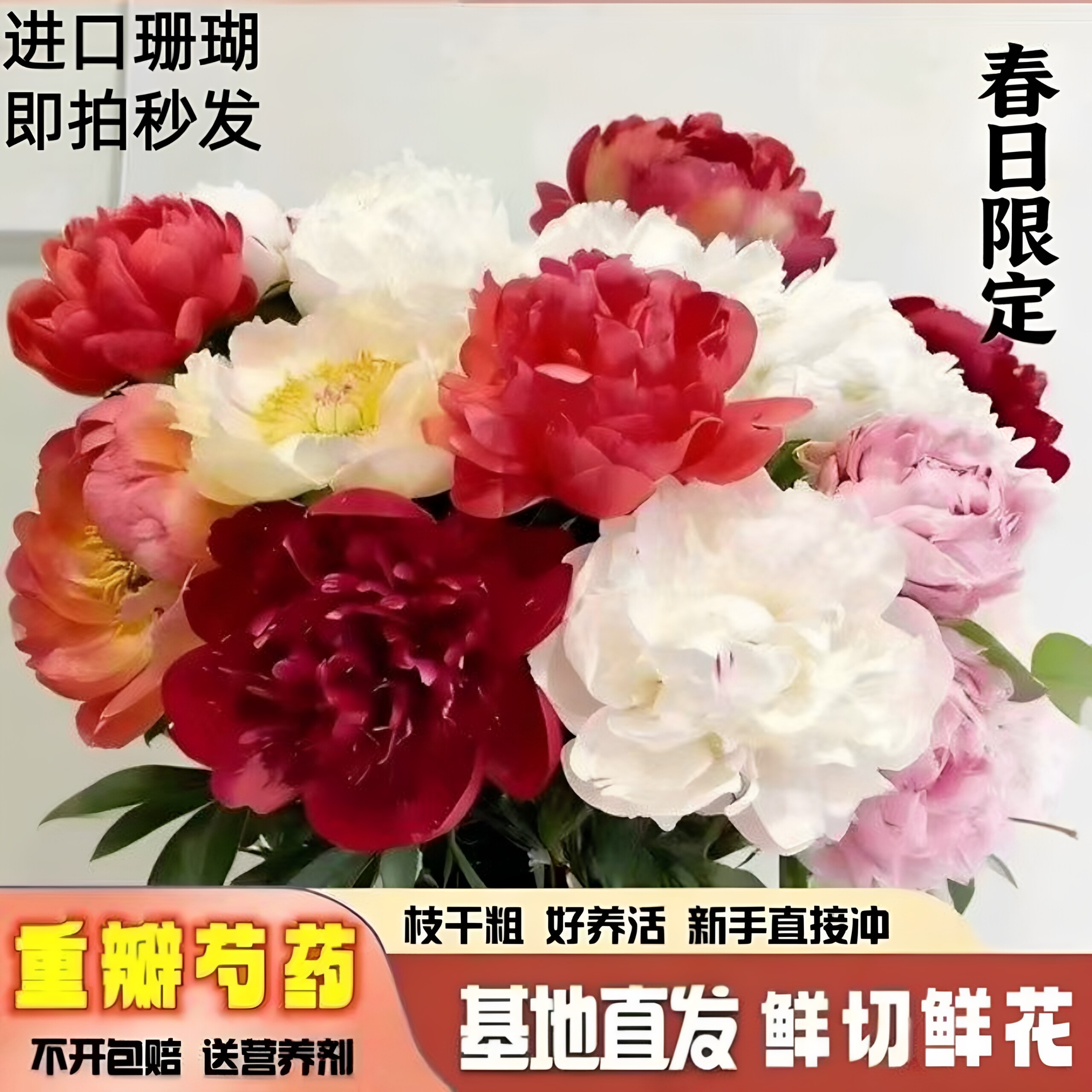 落日珊瑚重瓣芍药鲜切花A级直发