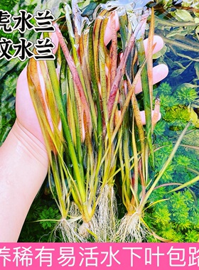 ada水草稀有水兰老虎兰豹纹水兰淡水阴性草懒人草缸溪流缸原生缸