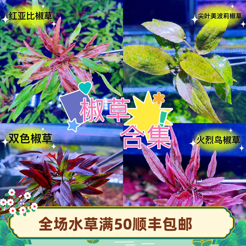 火烈鸟虎纹椒泰国青椒绿温蒂稀有红色中前景椒草鱼缸水草植物淡水