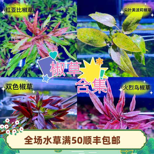 水草造景前中景椒草绿温蒂美波莉