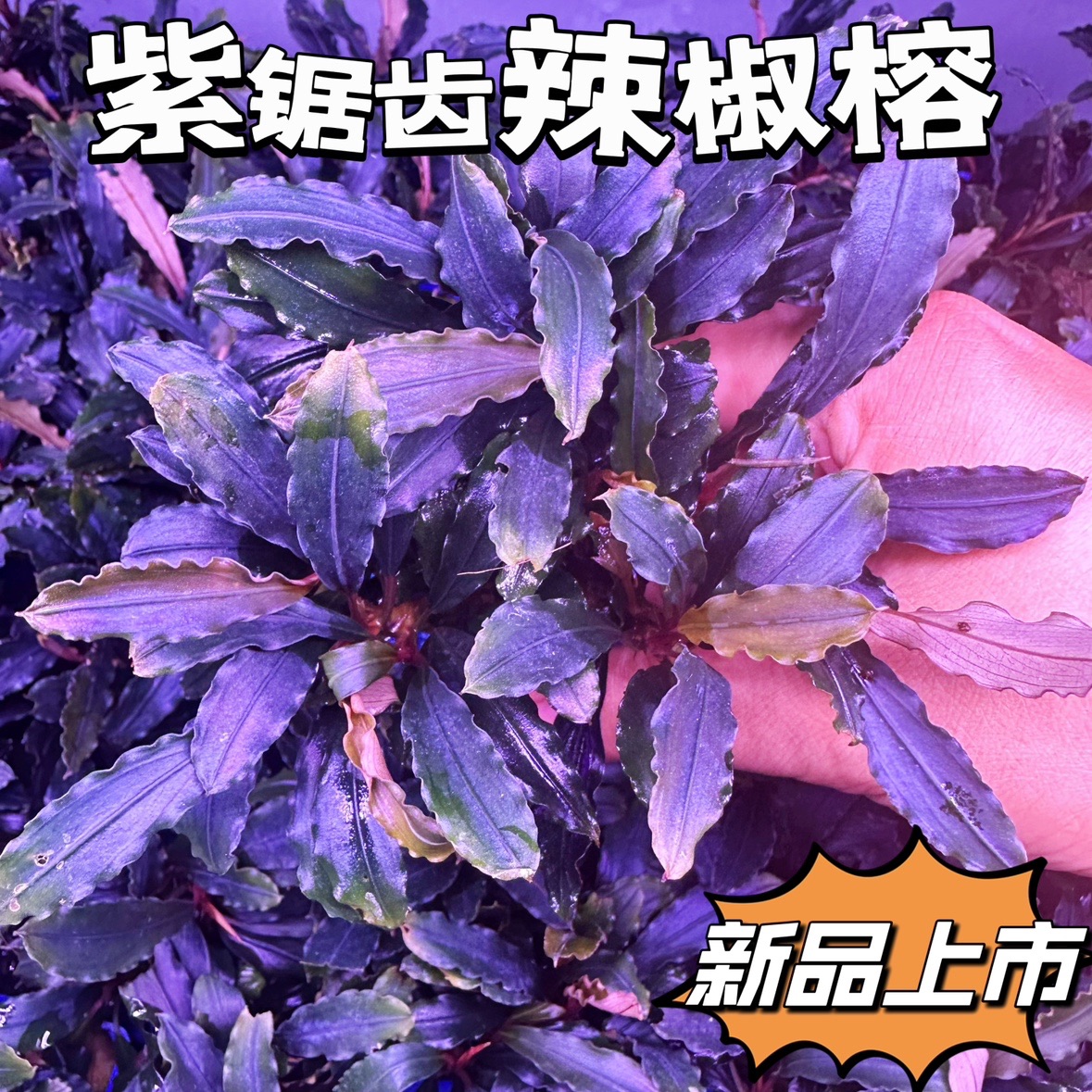 紫锯齿柯达岗野生辣椒榕水榕阴性活体草缸沉木造景懒人淡水水草