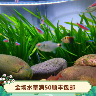 水兰类水草 细叶水兰 大水兰 小水兰  丝带水兰  后景水草 水中叶