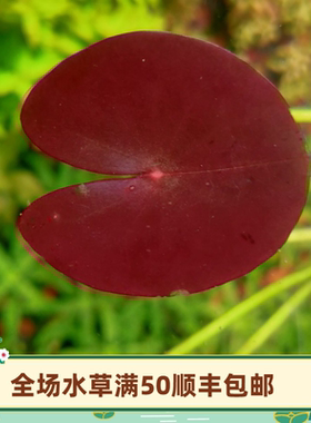 ada莲迷你稀有红色南美高端造景睡莲植物鱼缸套餐阴性景水草造景