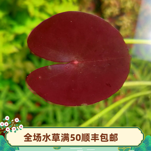 ada迷你稀有红色高端后景水草