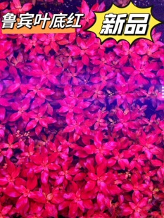 鲁宾叶底红新叶底红水草水下叶鱼缸装饰造景活体植物红色水草后景