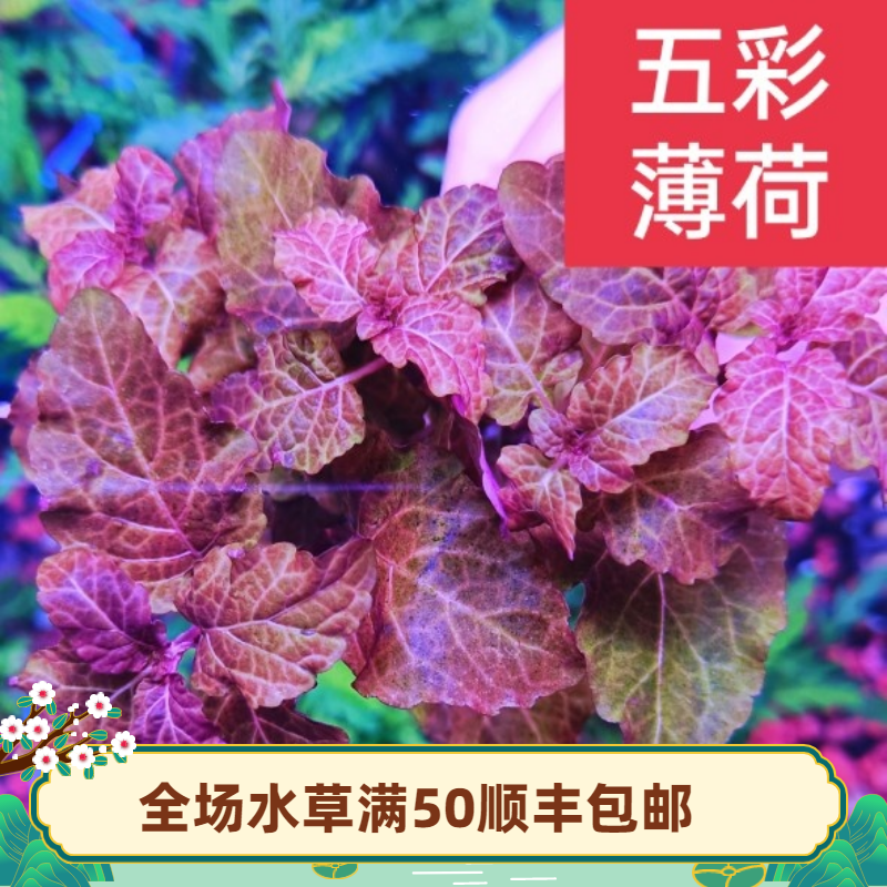 草屿水景五彩薄荷水草活体