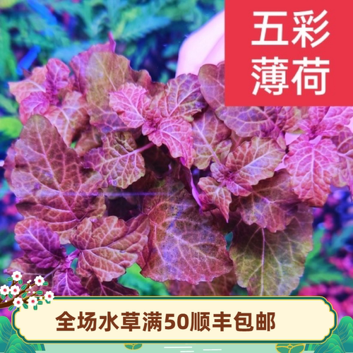草屿水景五彩薄荷水草活体