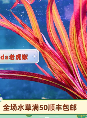 草屿水景 Ada老虎椒草红色水草稀有品种自养水下叶中后景顺丰包邮
