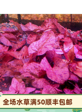 虎斑睡莲花虎睡莲红虎睡莲ADA睡莲水草造景水下叶繁殖活体植物
