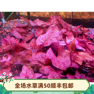 装饰繁殖花虎易活水草