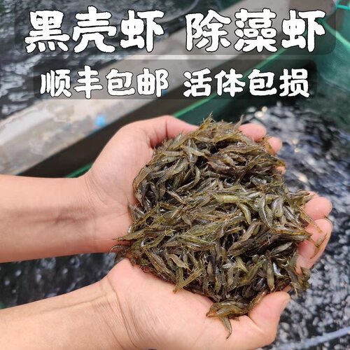 除藻观赏虾黑壳虾清洁啃藻