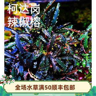 草屿水景辣椒榕柯达岗柯达冈科达岗椒榕水草椒草造景针叶辣椒榕