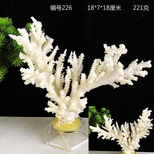 天然白珊枝瑚生物化石科普标本