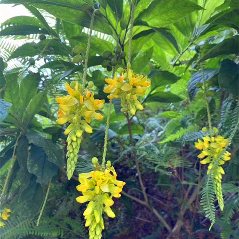 黄花倒水莲苗观音串苗黄花远志倒吊莲盆栽绿植