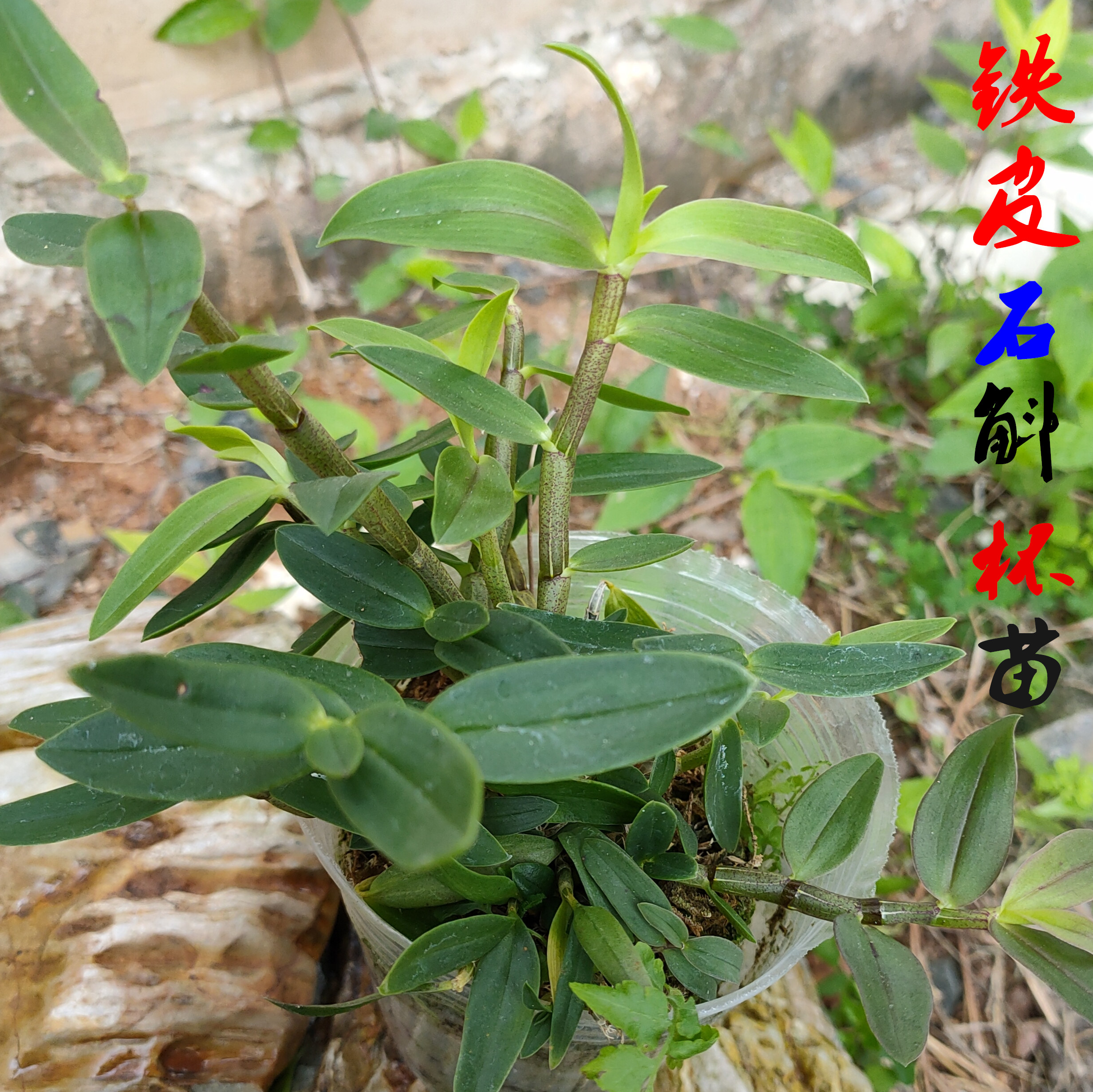 霍山铁皮石斛苗盆栽可食用苗霍山石斛盆栽绿植花卉盆栽米斛苗枫斗