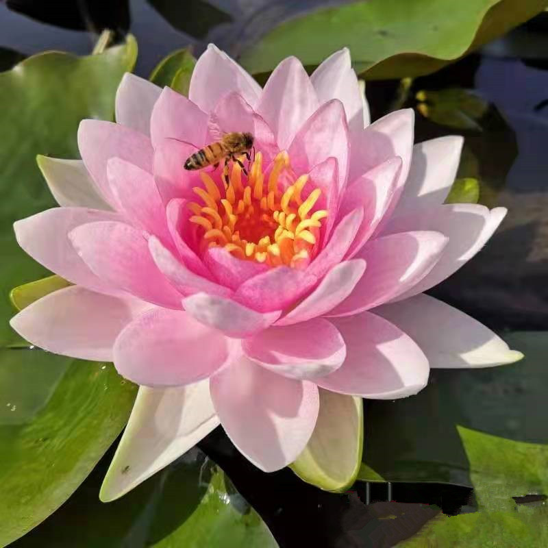 达尔文睡莲浅粉色耐寒品种霍兰迪亚大花睡莲苗水生植物