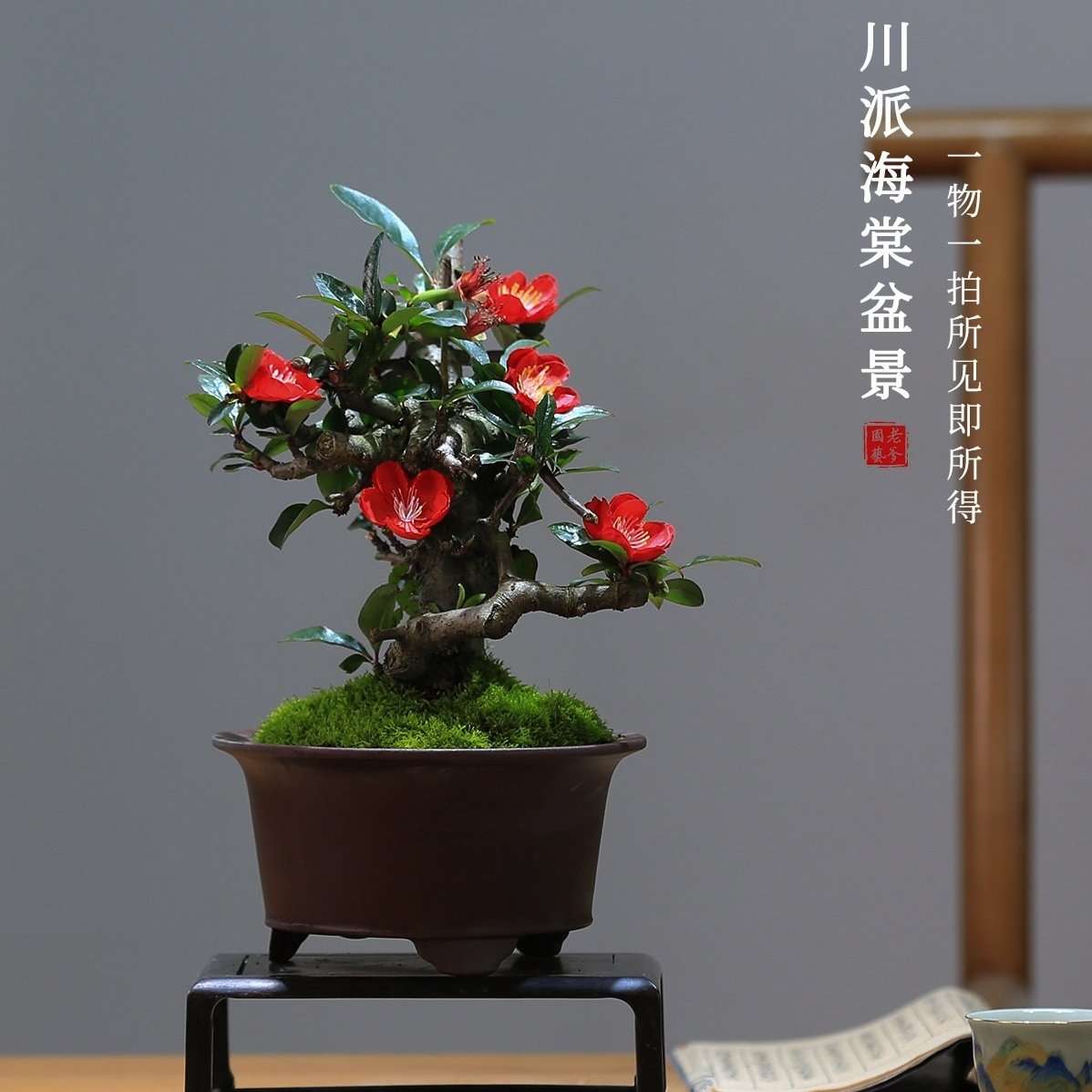 贴梗海棠花盆栽带花苞好养易活阳台庭院花卉一物一拍老桩植物造型,鲜花速递/花卉仿真/绿植园艺,绣球/木绣球/木本植物,淘宝优惠券,粉丝福利购,淘宝优惠卷