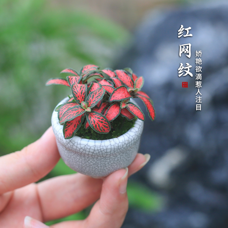 迷你盆栽花卉红网纹小盆栽