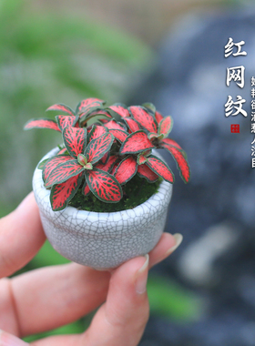 网纹草迷你盆栽组合苔藓微景观室内好养办公室微盆景桌面可爱绿植