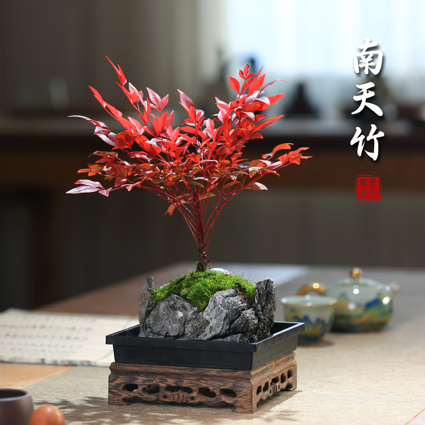 南天竹红叶室内植物盆栽桌面装饰植物易成活盆景风水绿植净化空气