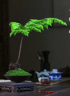 红磷蕨类植物一叶蕨小盆栽耐阴好养绿植茶台室内常绿观叶禅意盆景