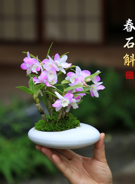 石斛兰盆栽带花苞粉花春石斛室内桌面绿植办公室装饰花卉植物摆件