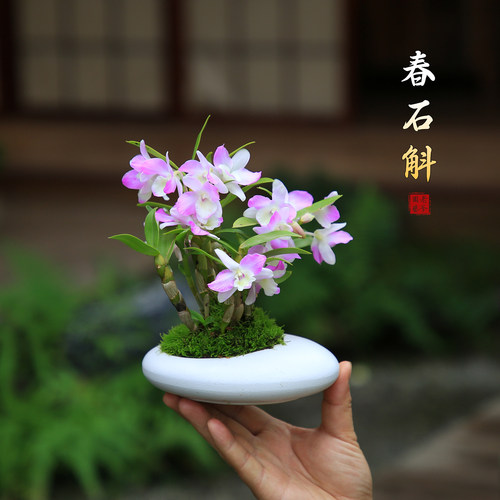 石斛兰盆栽带花苞粉花春石斛室内桌面绿植办公室装饰花卉植物摆件