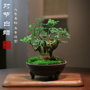 对节白蜡盆景造型室内花卉植物桌面客厅好养绿植摆件茶室禅意老桩