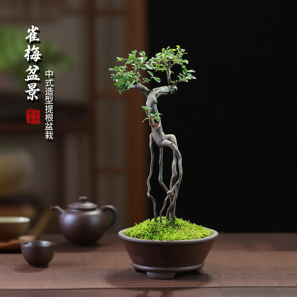 雀梅盆栽老桩盆景室内植物