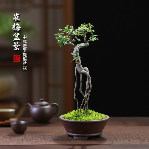 雀梅盆栽老桩盆景室内植物