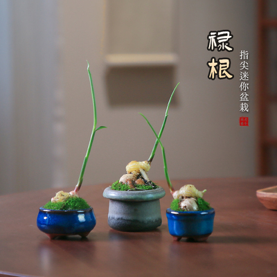 禄根盆栽好养办公室桌面绿植