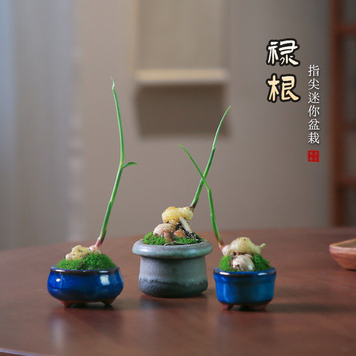禄根盆栽好养办公室桌面绿植