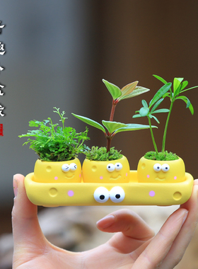 迷你小盆栽室内客厅办公室工位绿植桌面好养活植物花卉净化空气