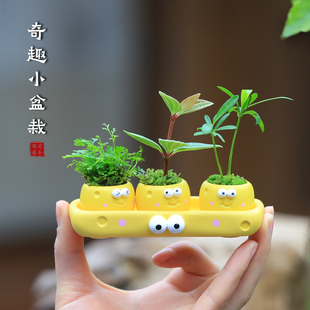 迷你小盆栽室内客厅办公室工位绿植桌面好养活植物花卉净化空气