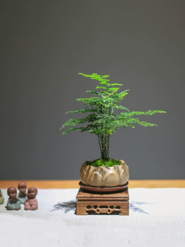 Ди -Жу Горт Посаженное воздушное зеленое растение четыре сезона Хорошее анти -радиационное наблюдение за творческим бонсай -гостиной в офисной стойке балкон