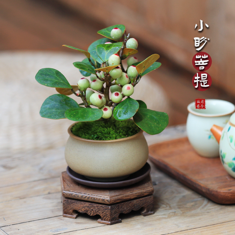 禅意带果小盼菩提树盆景盆栽