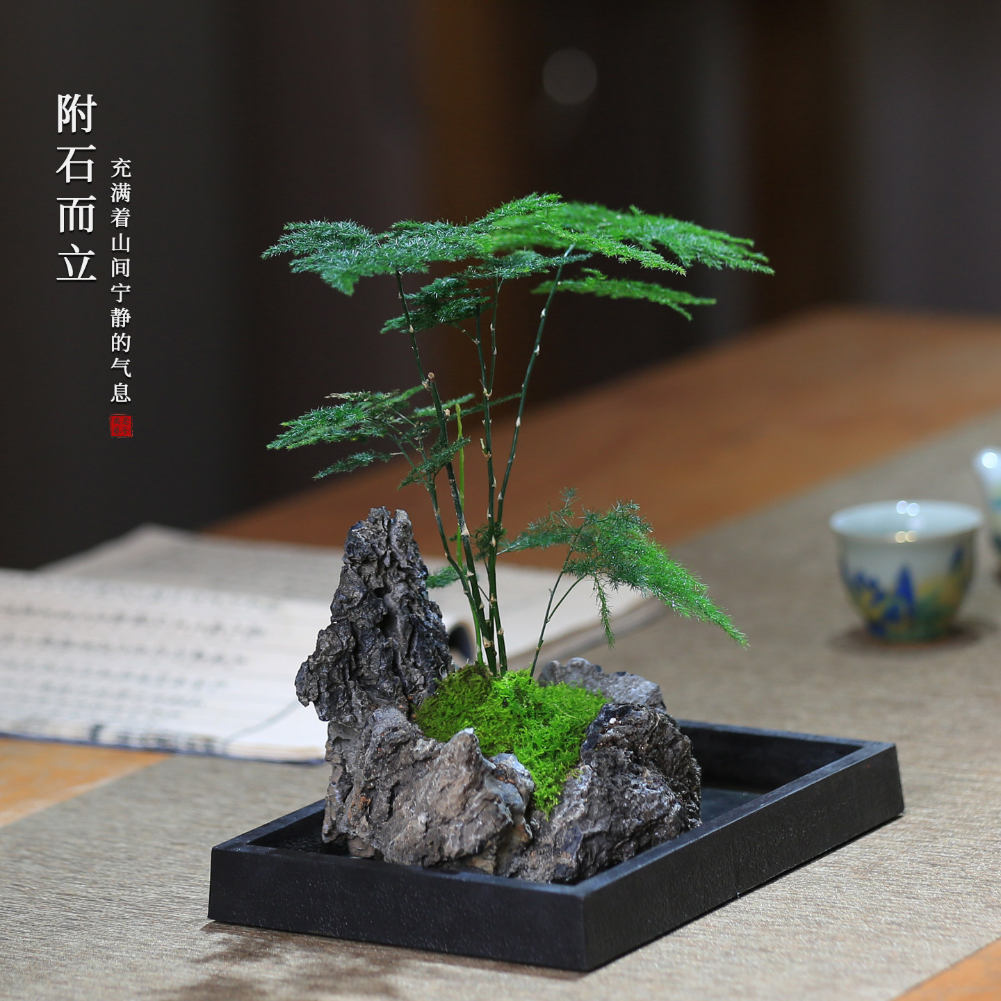 文竹造型观叶植物水培植物室内净化空气好养活办公室绿植客厅盆栽