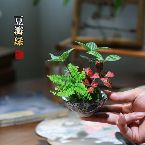 轮叶豆瓣绿白脉椒草耐阴桌面绿植