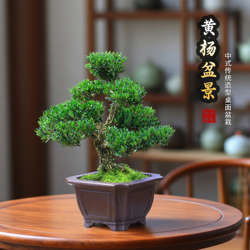 黄杨盆景造型老桩植物室内绿植