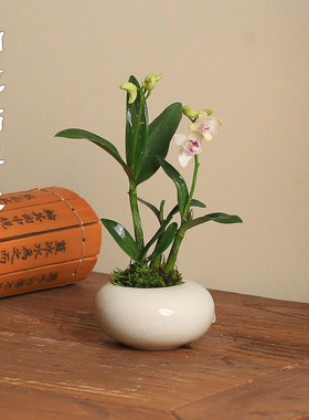 迷你盆栽仙客来石斛兰花盆栽桌面绿植办公室茶台指尖盆栽室内植物