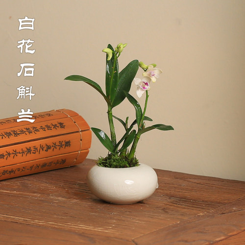 石斛盆栽桌面迷你小盆栽