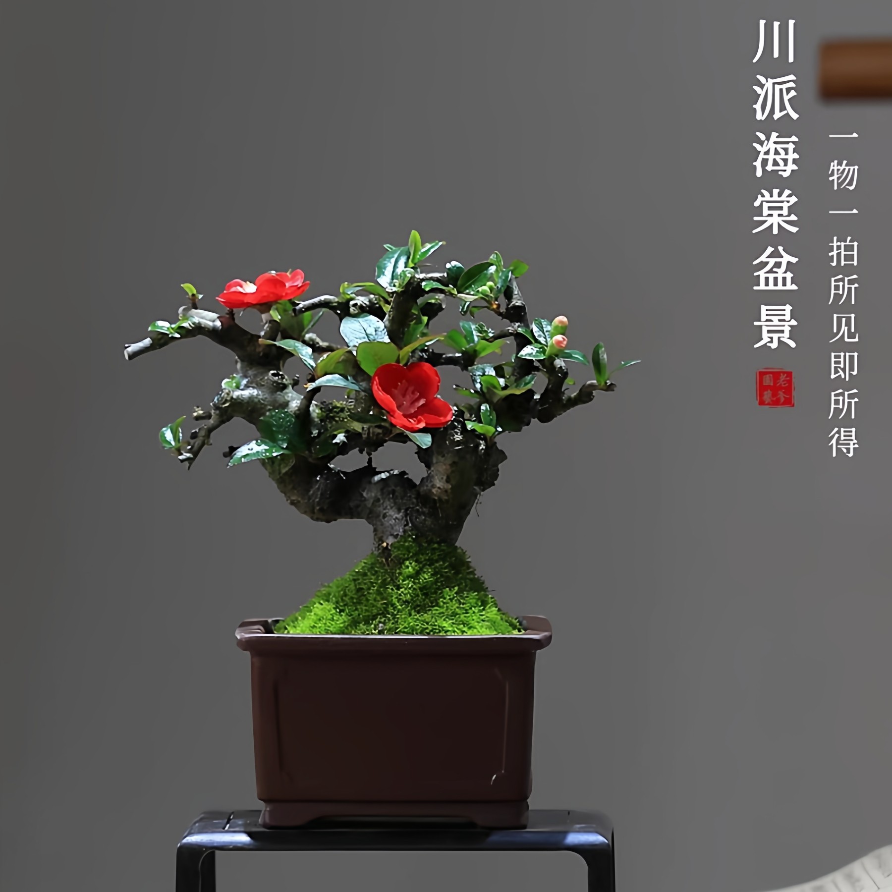 贴梗海棠花盆栽带花苞好养易活阳台庭院花卉一物一拍老桩植物造型,鲜花速递/花卉仿真/绿植园艺,绣球/木绣球/木本植物,淘宝优惠券,粉丝福利购,淘宝优惠卷