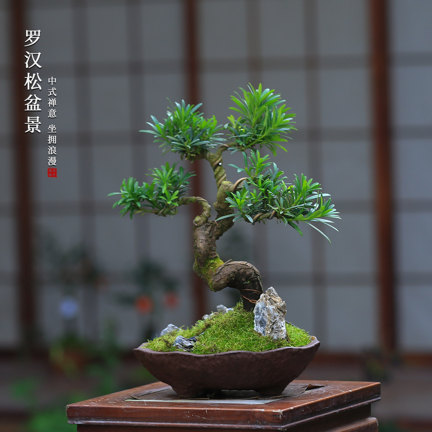 罗汉松盆景一物一拍老桩造型茶室禅意桌面摆件好养室内植物盆栽,鲜花速递/花卉仿真/绿植园艺,造型盆景,淘宝优惠券,粉丝福利购,淘宝优惠卷