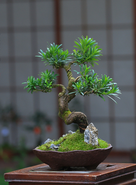 罗汉松盆景一物一拍老桩造型茶室禅意桌面摆件好养室内植物盆栽