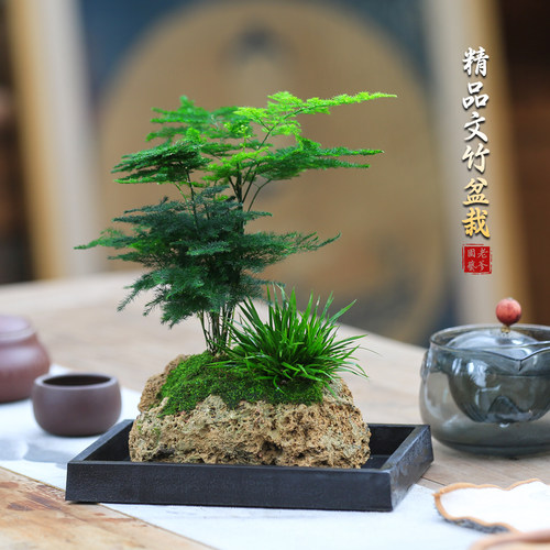 中式禅意文竹盆栽办公室客厅