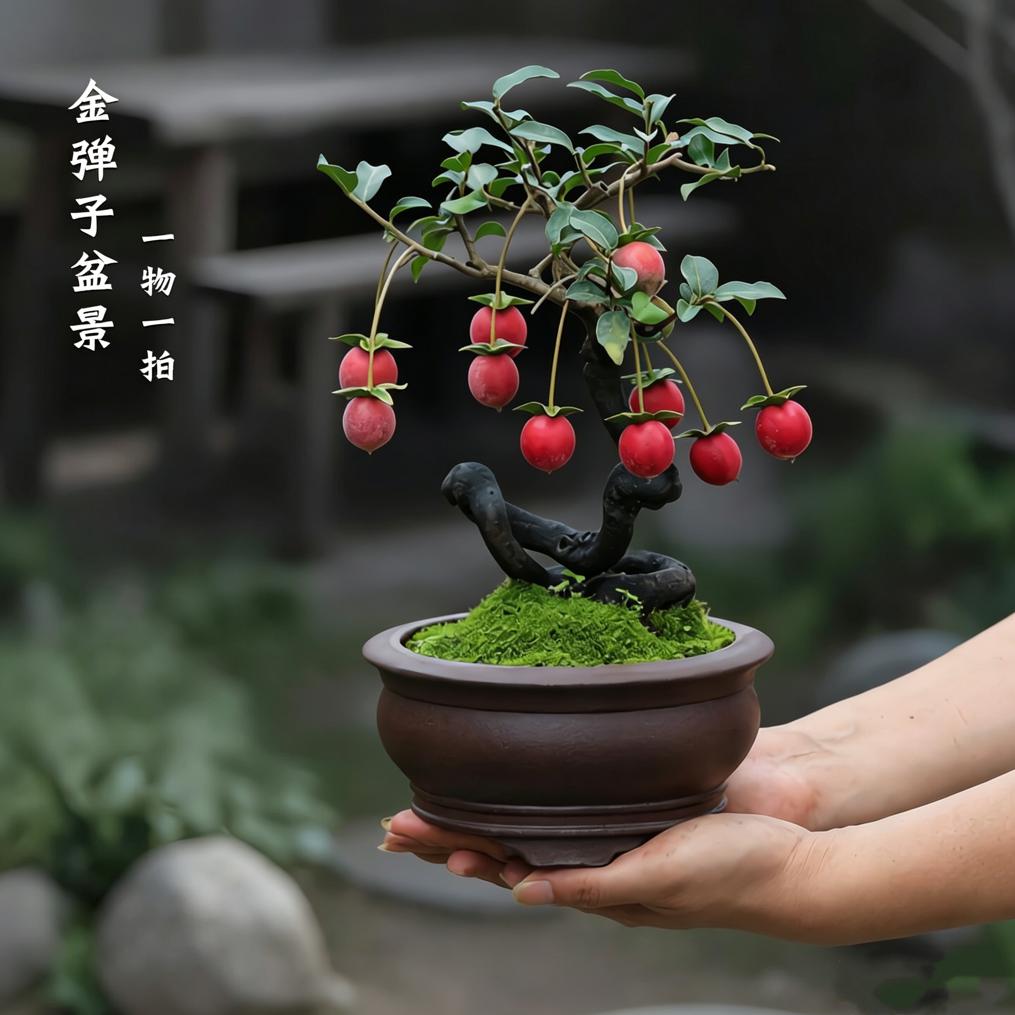 金弹子盆栽老桩一物一拍母桩熟桩带果植物灌木禅意绿植造型盆景