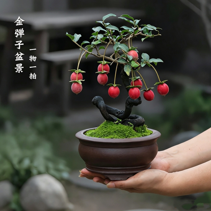 金弹子盆栽老桩一物一拍母桩熟桩带果植物灌木禅意绿植造型盆景