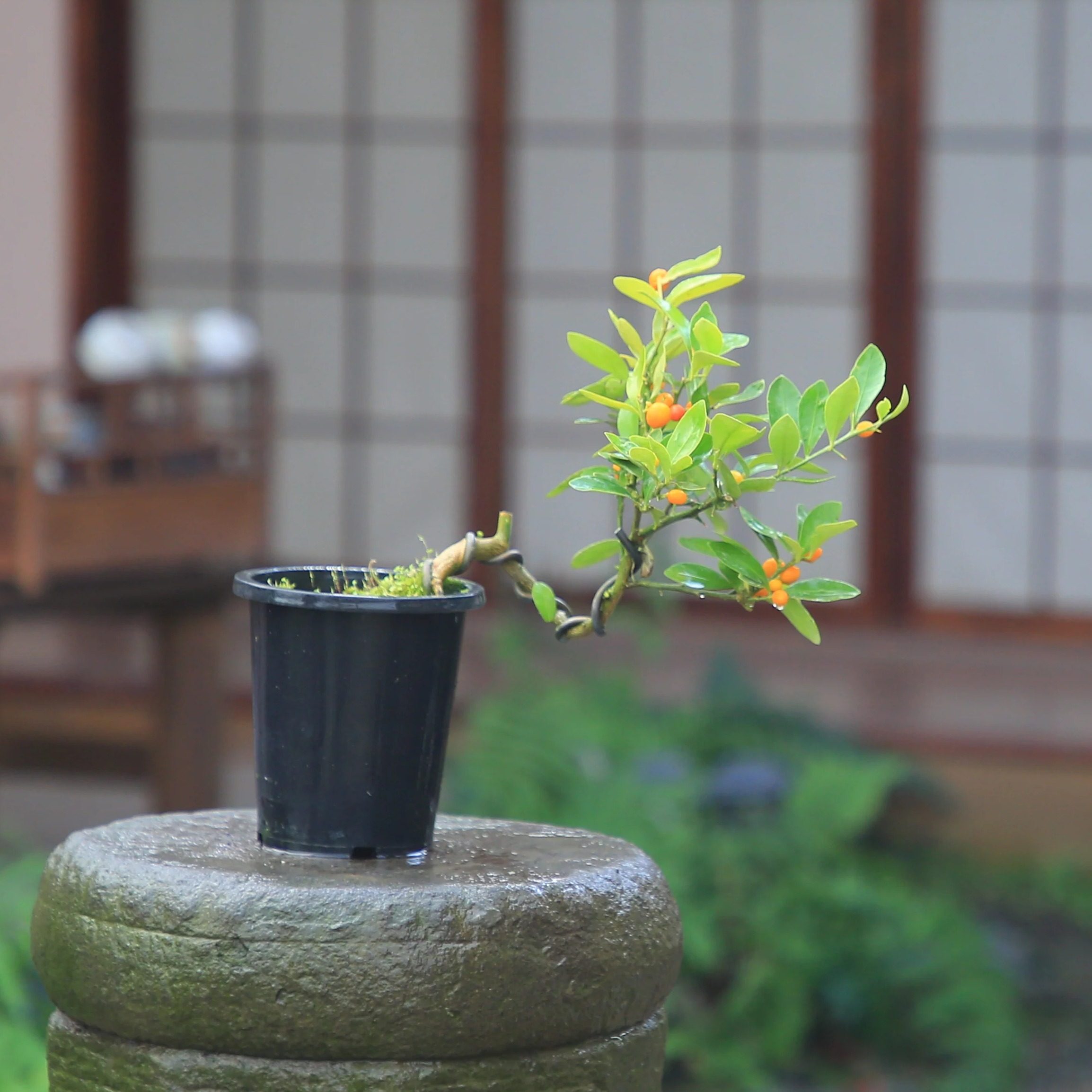 金豆老桩老盆口一物一拍素材苗好养绿植盆景,鲜花速递/花卉仿真/绿植园艺,绿植,淘宝优惠券,粉丝福利购,淘宝优惠卷